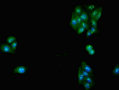 SLC32A1 / VGAT Antibody - Immunofluorescent analysis of HepG2 cells at a dilution of 1:100 and Alexa Fluor 488-congugated AffiniPure Goat Anti-Rabbit IgG(H+L)