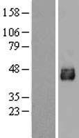 SLC33A1 Protein - Western validation with an anti-DDK antibody * L: Control HEK293 lysate R: Over-expression lysate