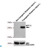 SLC34A1 / NPT2 Antibody - Western blot detection of NPT? in non-trangenic Brassica napus L. and transgenic Brassica napus L. cell lysates using NPT? mouse mAb (1:1000 diluted). Predicted band size: 29KDa. Observed band size: 29KDa.