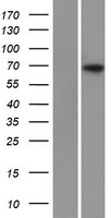 SLC34A1 / NPT2 Protein - Western validation with an anti-DDK antibody * L: Control HEK293 lysate R: Over-expression lysate