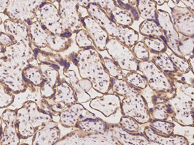 SLC35A3 Antibody - Immunochemical staining of human SLC35A3 in human placenta with rabbit polyclonal antibody at 1:100 dilution, formalin-fixed paraffin embedded sections.
