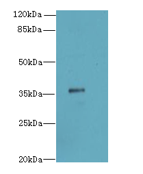 SLC35B1 / UGTREL1 Antibody - Western blot. All lanes: SLC35B1 antibody at 4 ug/ml+HL4- whole cell lysate Goat polyclonal to rabbit at 1:10000 dilution. Predicted band size: 36 kDa. Observed band size: 36 kDa.