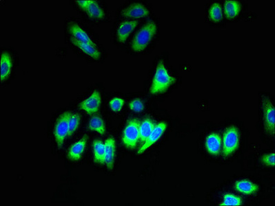 SLC35B1 / UGTREL1 Antibody - Immunofluorescent analysis of HepG2 cells using SLC35B1 Antibody at dilution of 1:100 and Alexa Fluor 488-congugated AffiniPure Goat Anti-Rabbit IgG(H+L)