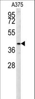 SLC35B2 Antibody - S35B2 Antibody western blot of A375 cell line lysates (35 ug/lane). The S35B2 antibody detected the S35B2 protein (arrow).