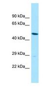 SLC35B2 Antibody - SLC35B2 antibody Western Blot of HepG2.  This image was taken for the unconjugated form of this product. Other forms have not been tested.
