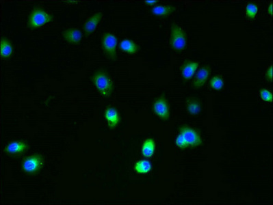 SLC35B4 Antibody - Immunofluorescent analysis of A2780 cells using SLC35B4 Antibody at dilution of 1:100 and Alexa Fluor 488-congugated AffiniPure Goat Anti-Rabbit IgG(H+L)