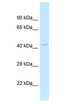 SLC35C2 Antibody - SLC35C2 antibody Western Blot of Mouse Liver. Antibody dilution: 1 ug/ml.  This image was taken for the unconjugated form of this product. Other forms have not been tested.