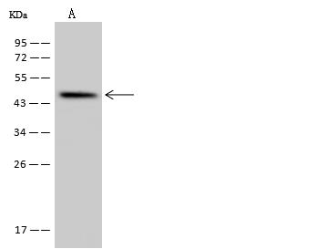 SLC35E1 Antibody - Anti-SLC35E1 rabbit polyclonal antibody at 1:500 dilution. Lane A: U251MG Whole Cell Lysate. Lysates/proteins at 30 ug per lane. Secondary: Goat Anti-Rabbit IgG (H+L)/HRP at 1/10000 dilution. Developed using the ECL technique. Performed under reducing conditions. Predicted band size: 45 kDa. Observed band size: 45 kDa.