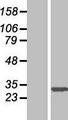 SLC35E2 Protein - Western validation with an anti-DDK antibody * L: Control HEK293 lysate R: Over-expression lysate