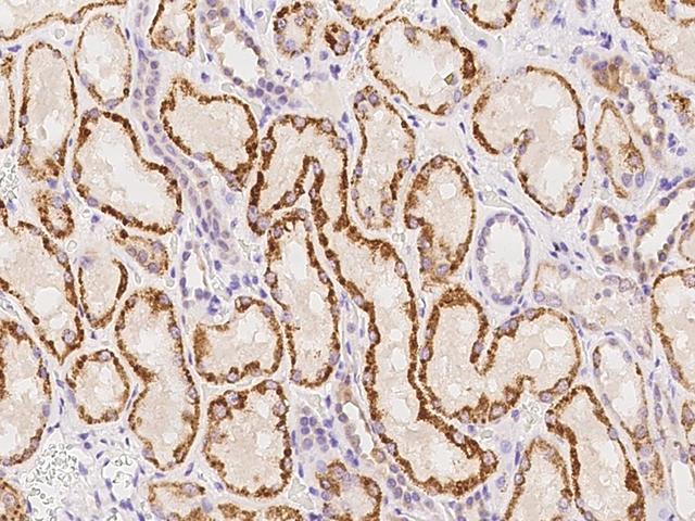 SLC35F4 Antibody - Immunochemical staining of human SLC35F4 in human kidney with rabbit polyclonal antibody at 1:100 dilution, formalin-fixed paraffin embedded sections.