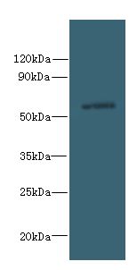 SLC35F5 Antibody - Western blot. All lanes: SLC35F5 antibody at 6 ug/ml+ HeLa whole cell lysate Goat polyclonal to rabbit at 1:10000 dilution. Predicted band size: 59 kDa. Observed band size: 59 kDa.