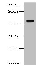 SLC35F5 Antibody - Western blot All lanes: SLC35F5 antibody at 6µg/ml + Hela whole cell lysate Secondary Goat polyclonal to rabbit IgG at 1/10000 dilution Predicted band size: 59, 28 kDa Observed band size: 59 kDa