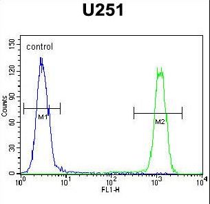 SLC35F6 Antibody - CB018 Antibody flow cytometry of U251 cells (right histogram) compared to a negative control cell (left histogram). FITC-conjugated goat-anti-rabbit secondary antibodies were used for the analysis.