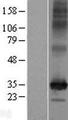 SLC35F6 Protein - Western validation with an anti-DDK antibody * L: Control HEK293 lysate R: Over-expression lysate