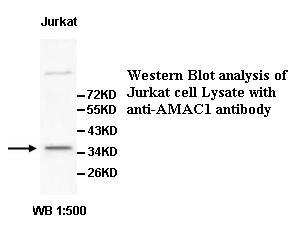 SLC35G3 Antibody