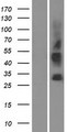 SLC35G3 Protein - Western validation with an anti-DDK antibody * L: Control HEK293 lysate R: Over-expression lysate