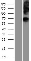 SLC37A1 Protein - Western validation with an anti-DDK antibody * L: Control HEK293 lysate R: Over-expression lysate