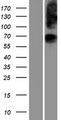 SLC37A1 Protein - Western validation with an anti-DDK antibody * L: Control HEK293 lysate R: Over-expression lysate