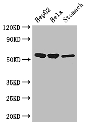 SLC37A2 Antibody - Positive WB detected in:HepG2 whole cell lysate,Hela whole cell lysate,Mouse stomach tissue;All lanes: SLC37A2 antibody at 3ug/ml;Secondary;Goat polyclonal to rabbit IgG at 1/50000 dilution;Predicted band size: 55,43,14 kDa;Observed band size: 55 kDa;
