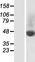 SLC37A2 Protein - Western validation with an anti-DDK antibody * L: Control HEK293 lysate R: Over-expression lysate