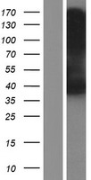 SLC37A2 Protein - Western validation with an anti-DDK antibody * L: Control HEK293 lysate R: Over-expression lysate