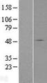 SLC37A3 Protein - Western validation with an anti-DDK antibody * L: Control HEK293 lysate R: Over-expression lysate