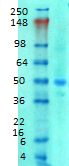 SLC38A1 / NaT2 Antibody - Western blot analysis of SNAT1 in rat brain membrane tissues, using a 1:1000 dilution of SLC38A1 / NaT2 antibody.  This image was taken for the unconjugated form of this product. Other forms have not been tested.