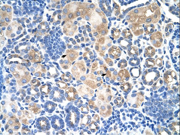 SLC38A1 / NaT2 Antibody - SLC38A1 antibody ARP43811_T100-NP_109599-SLC38A1(solute carrier family 38, member 1) Antibody was used in IHC to stain formalin-fixed, paraffin-embedded human kidney.  This image was taken for the unconjugated form of this product. Other forms have not been tested.