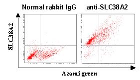 SLC38A2 / SNAT2 Antibody - Cells are HEK293 cells transiently expressing SLC38A2.
