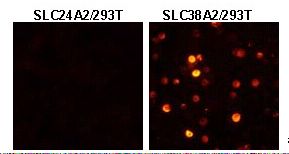 SLC38A2 / SNAT2 Antibody - Cells are HEK293 cells transiently expressing SLC38A2.