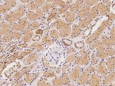 SLC38A3 / SNAT3 Antibody - Immunochemical staining of human SLC38A3 in human kidney with rabbit polyclonal antibody at 1:100 dilution, formalin-fixed paraffin embedded sections.