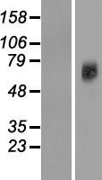 SLC38A7 Protein - Western validation with an anti-DDK antibody * L: Control HEK293 lysate R: Over-expression lysate