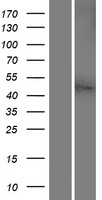 SLC38A8 Protein - Western validation with an anti-DDK antibody * L: Control HEK293 lysate R: Over-expression lysate