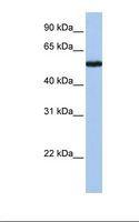 SLC38A9 Antibody - Jurkat cell lysate. Antibody concentration: 1.0 ug/ml. Gel concentration: 12%.  This image was taken for the unconjugated form of this product. Other forms have not been tested.