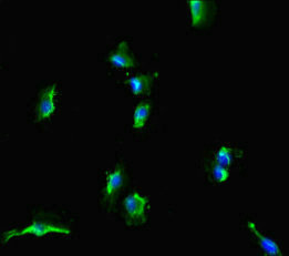 SLC38A9 Antibody - Immunofluorescent analysis of U251 cells diluted at 1:100 and Alexa Fluor 488-congugated AffiniPure Goat Anti-Rabbit IgG(H+L)
