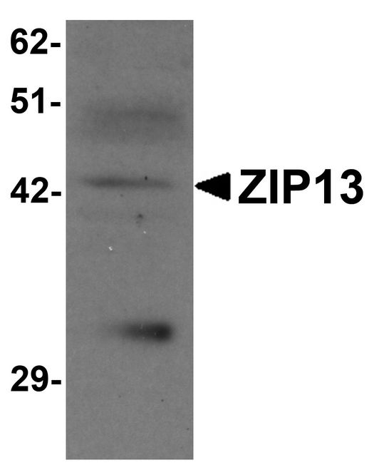 SLC39A13 / ZIP13 Antibody - Western blot analysis of ZIP13 in K562 cell lysate with ZIP13 antibody at 1 ug/ml.
