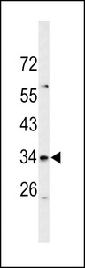 SLC39A3 / ZIP3 Antibody - Western blot of S39A3 Antibody in mouse cerebellum tissue lysates (35 ug/lane). S39A3 (arrow) was detected using the purified antibody.