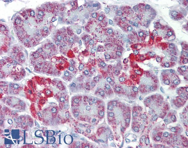 SLC39A5 / ZIP5 Antibody - Anti-SLC39A5 antibody IHC of human pancreas. Immunohistochemistry of formalin-fixed, paraffin-embedded tissue after heat-induced antigen retrieval. Antibody concentration 5 ug/ml.  This image was taken for the unconjugated form of this product. Other forms have not been tested.