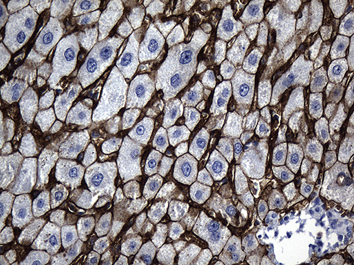 SLC39A5 / ZIP5 Antibody - Immunohistochemical staining of paraffin-embedded Human liver tissue within the normal limits using anti-SLC39A5 mouse monoclonal antibody. (Heat-induced epitope retrieval by 1mM EDTA in 10mM Tris buffer. (pH8.5) at 120°C for 3 min. (1:500)