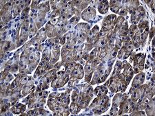 SLC39A5 / ZIP5 Antibody - Immunohistochemical staining of paraffin-embedded Human pancreas tissue within the normal limits using anti-SLC39A5 mouse monoclonal antibody. (Heat-induced epitope retrieval by 1mM EDTA in 10mM Tris buffer. (pH8.5) at 120°C for 3 min. (1:500)
