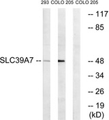 SLC39A7 / ZIP7 Antibody - Western blot analysis of lysates from 293 and COLO cells, using SLC39A7 Antibody. The lane on the right is blocked with the synthesized peptide.