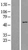 SLC39A7 / ZIP7 Protein - Western validation with an anti-DDK antibody * L: Control HEK293 lysate R: Over-expression lysate