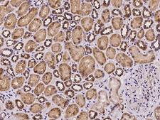 SLC39A8 / ZIP8 Antibody - Immunochemical staining of human SLC39A8 in human kidney with rabbit polyclonal antibody at 1:100 dilution, formalin-fixed paraffin embedded sections.