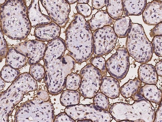 SLC39A8 / ZIP8 Antibody - Immunochemical staining of human SLC39A8 in human placenta with rabbit polyclonal antibody at 1:100 dilution, formalin-fixed paraffin embedded sections.