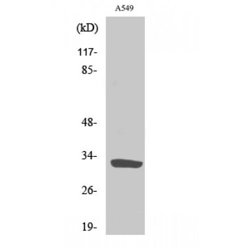 SLC39A9 Antibody - Western blot of ZIP9 antibody