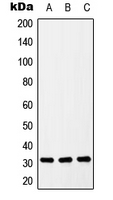 SLC39A9 Antibody - Western blot analysis of ZIP9 expression in U937 (A); Raw264.7 (B); H9C2 (C) whole cell lysates.