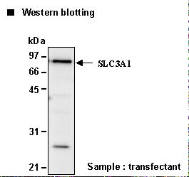 SLC3A1 / ATR1 Antibody