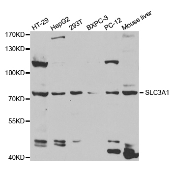 SLC3A1 / ATR1 Antibody - Western blot analysis of extracts of various cell lines.