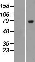 SLC3A1 / ATR1 Protein - Western validation with an anti-DDK antibody * L: Control HEK293 lysate R: Over-expression lysate