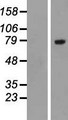 SLC3A1 / ATR1 Protein - Western validation with an anti-DDK antibody * L: Control HEK293 lysate R: Over-expression lysate